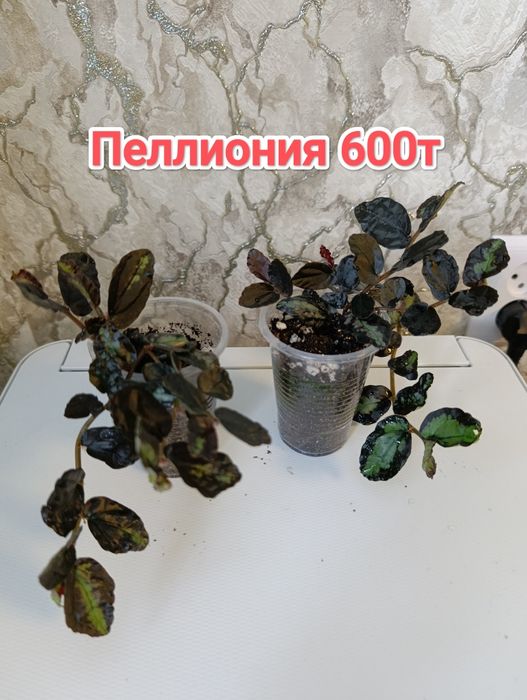 Комнатные растения кжби