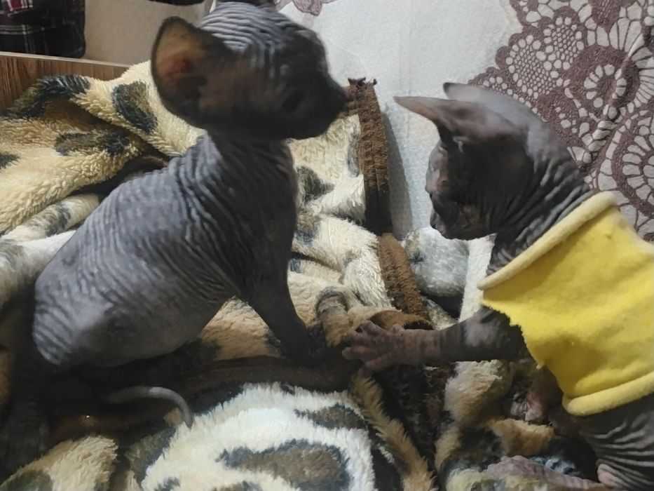 Новогоднее чудо!-  продам котят Сфинкс