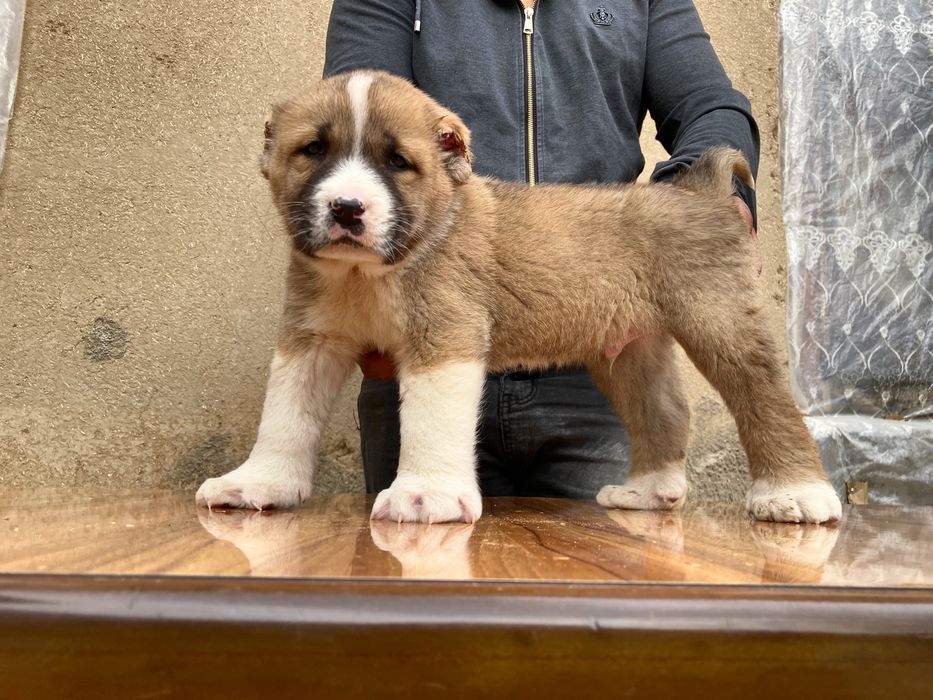 Щенок Туркменского Алабая ( чистокровный )