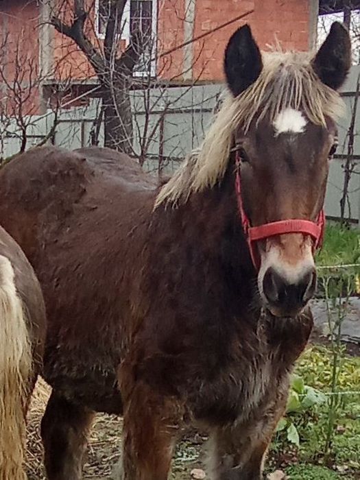 Vând doi mânji din cai grei