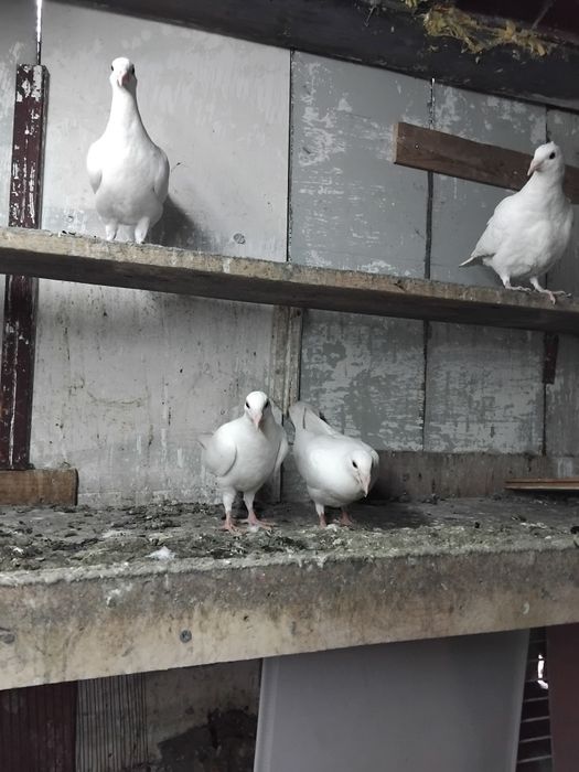 Vând pui voiajori Galați 25lei bucata