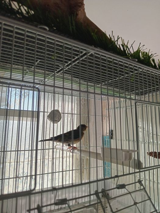 Гибрид щегол+канарейка.