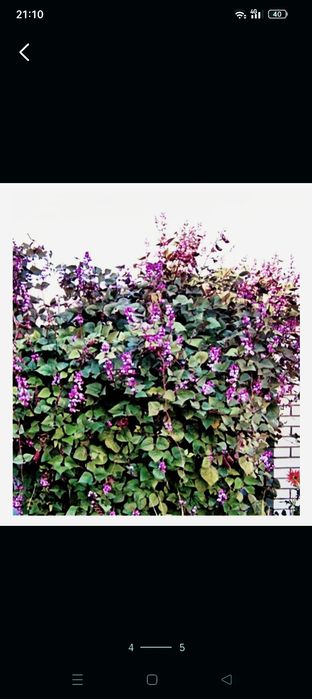 Продаются семена,10шт за 400т