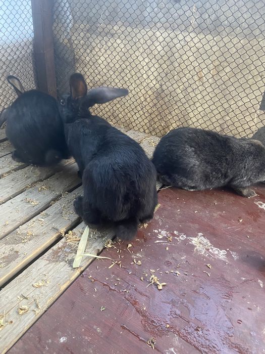 Продам кролов 15000