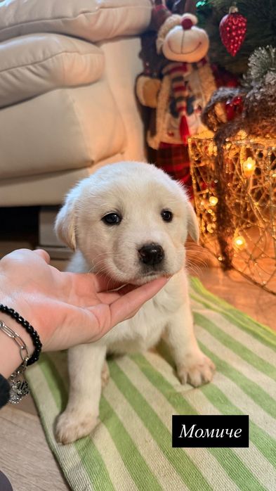 ,,Подарявам кученца”