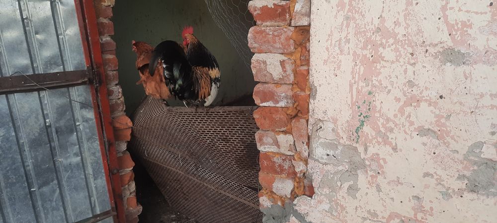 Schimb cocoși  piticii