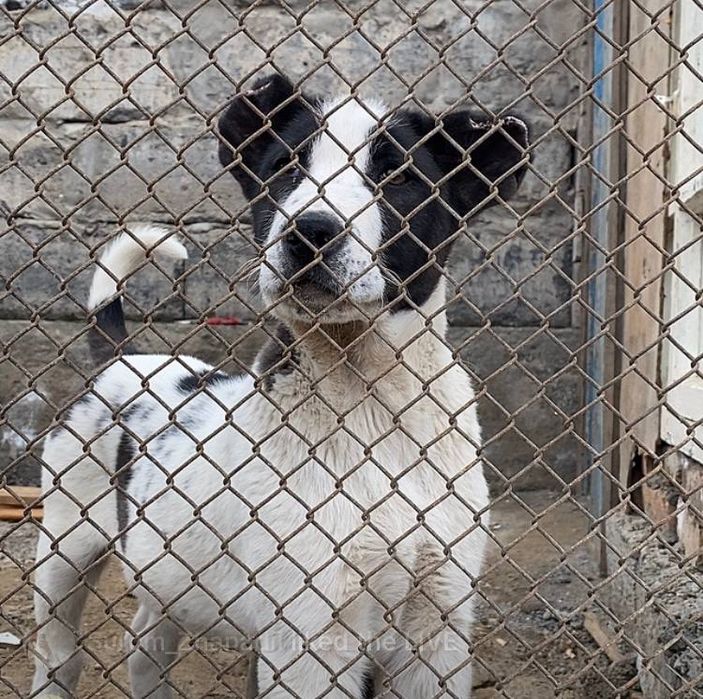 Алабай күшік сатылады