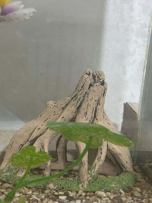 Продам 20 литровый аквариум с рыбками