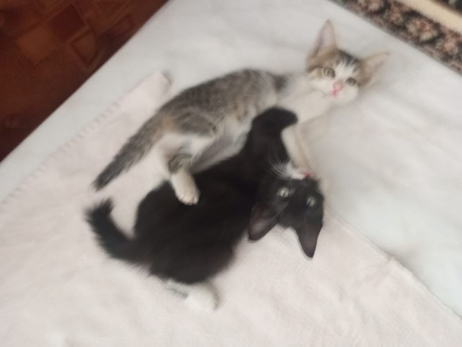 Котята два месяца