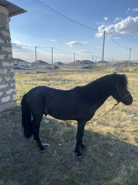 Продам 2 пони. Еркек ұрғашы пони сатылады