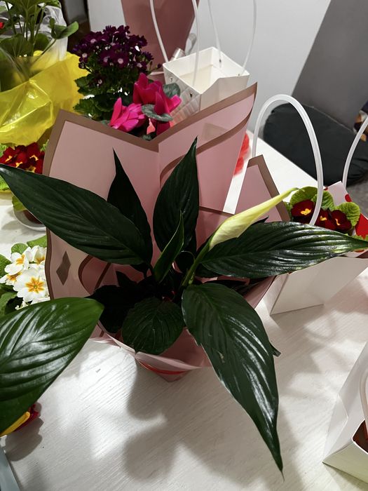 Гүлдер сатылады табиғи