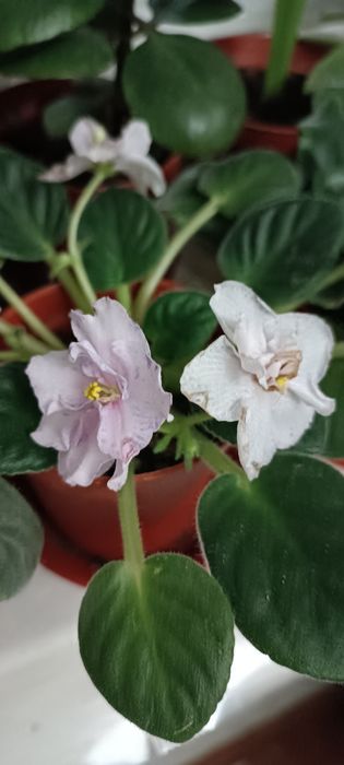 Комнатные цветы, разные