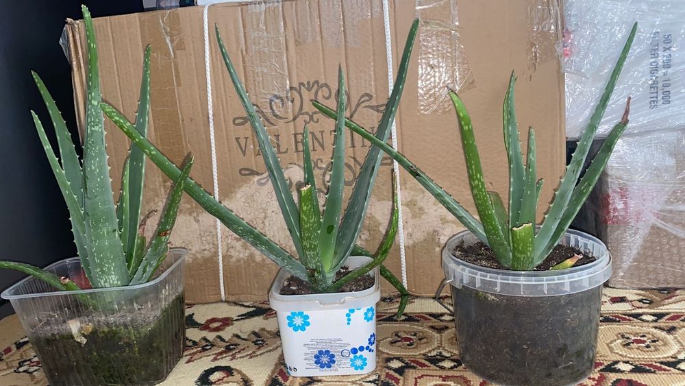 Алоэ гүлдер сатыладыы