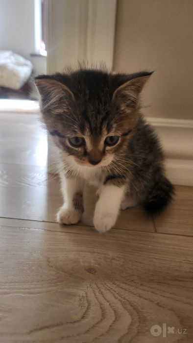 Котенок. Мушукчалар