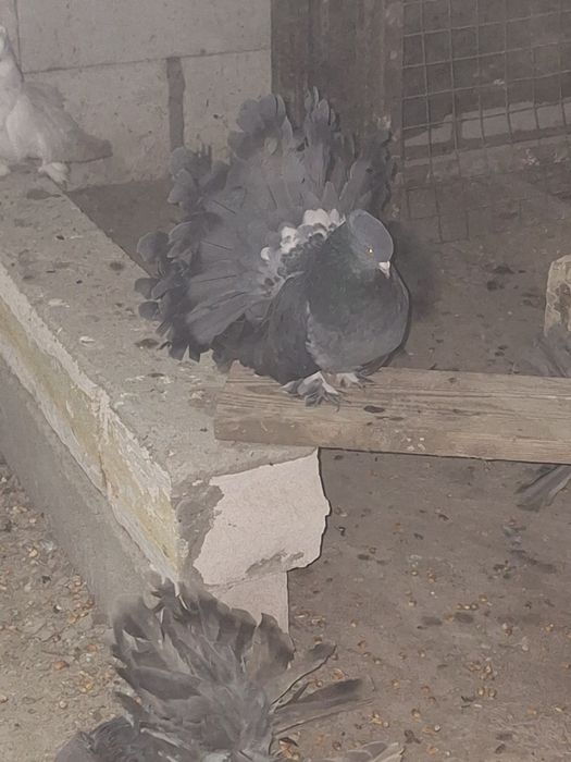 Indieni Voltati indieni