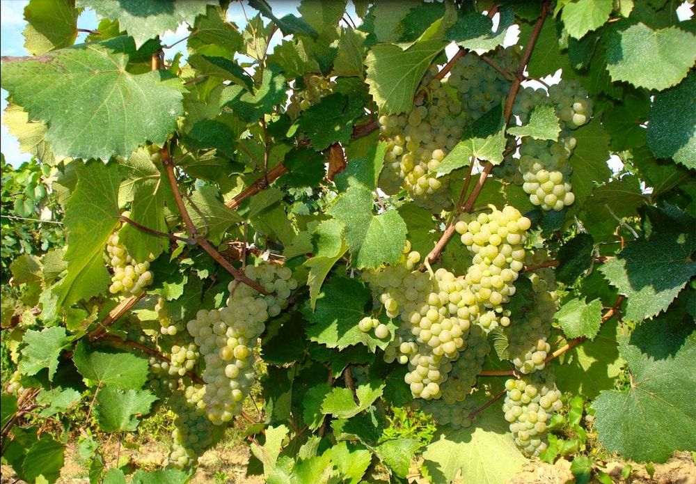 Struguri de vin adusi acasa diverse soiuri albi-negri, preț producător livrare la locație în jud. Dolj