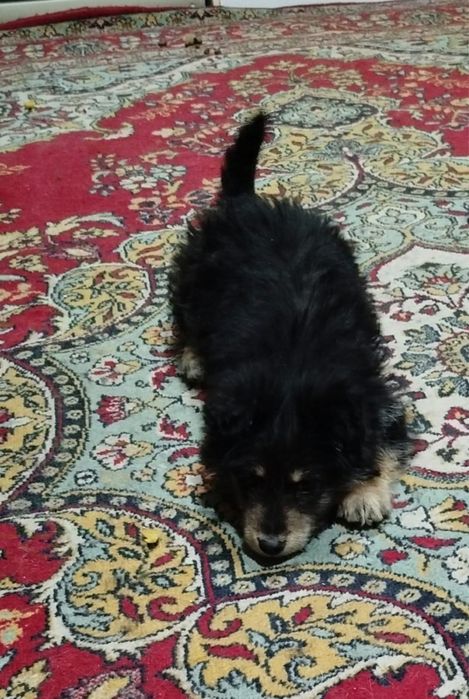 Щенок в добрые руки