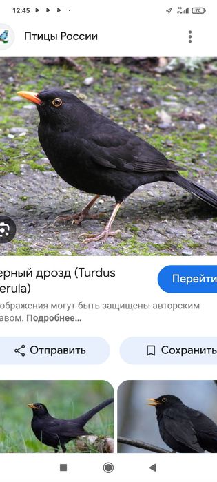 Чёрный дрозд поющий