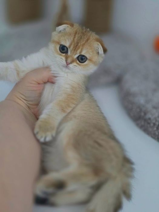 КоТяТа ШотЛандсКие золотые