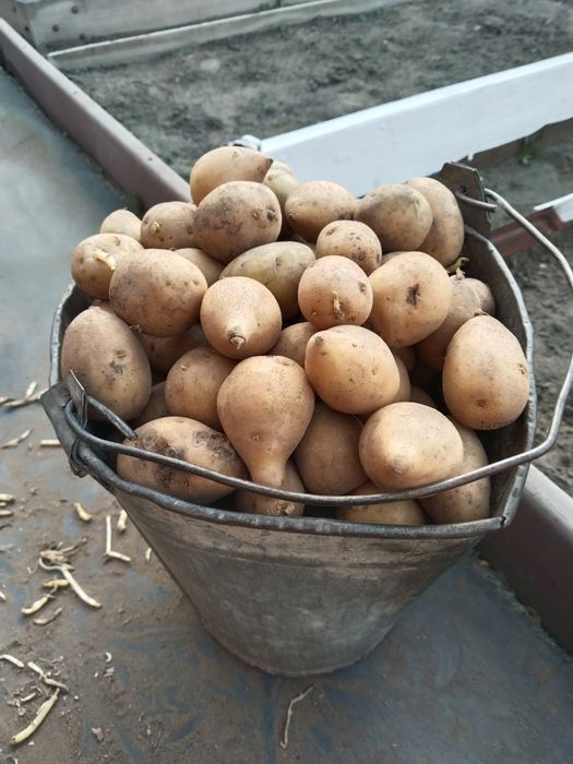 Продам семенную картошку
