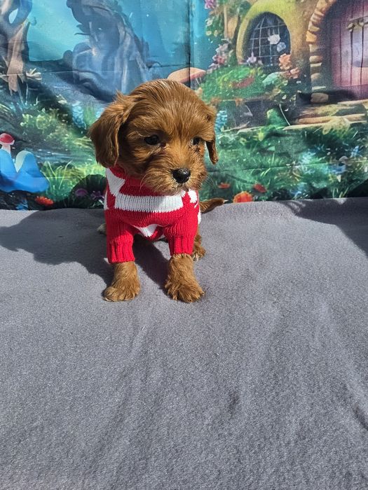 Малтипу момче и момиче