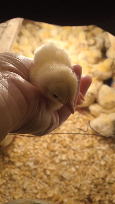 Цыплята бройлера