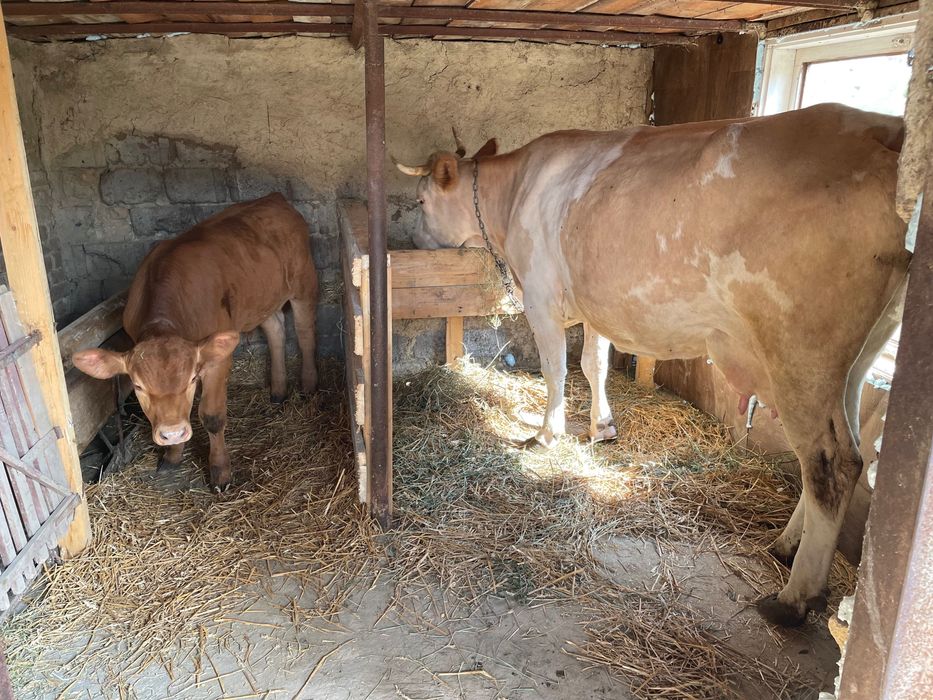 Când vaca cu vitel