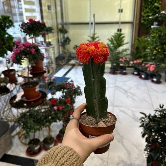 Газон ландшафтный дизайн садовник