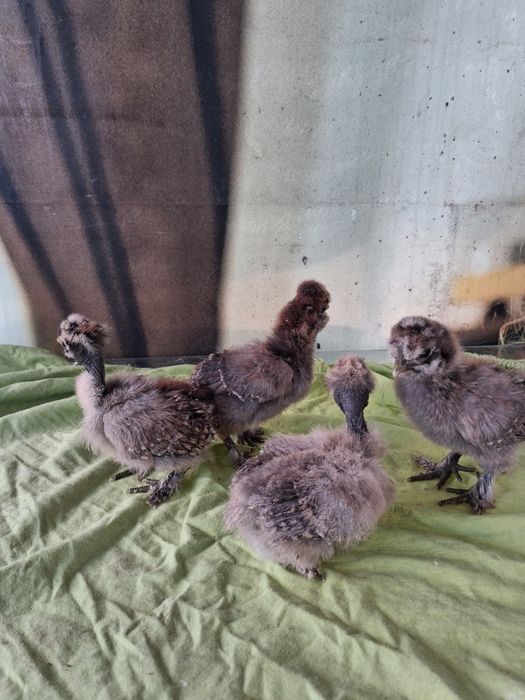 Vand pui mătase japoneză