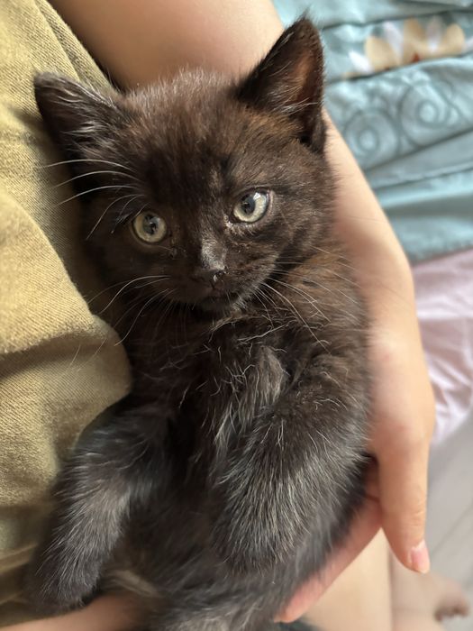 Шотландский котенок