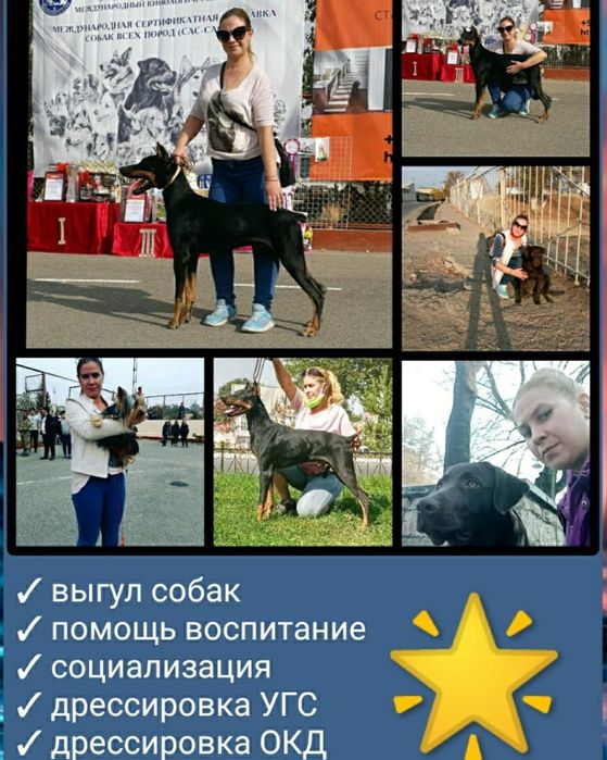 Дрессировка сабак