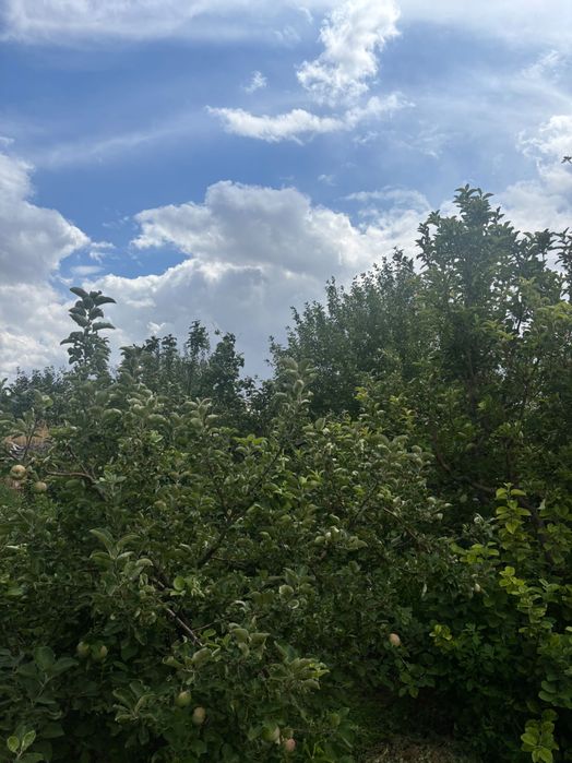 Срочно  Медьзавод