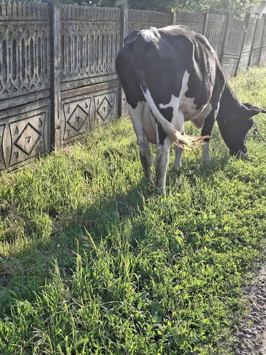 Vand vaca cu vitel