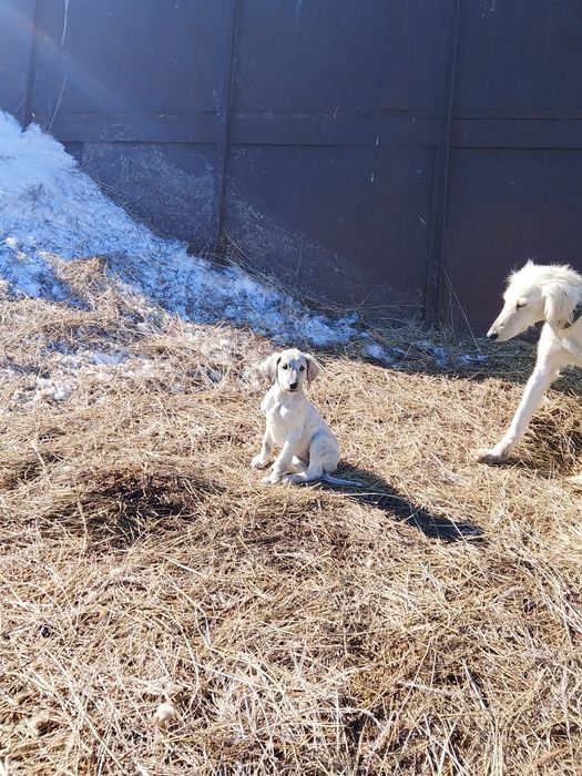 Тазы күшік сатылады