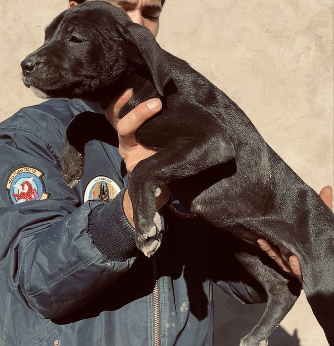 Щенки бутбуля XXl  Мерел