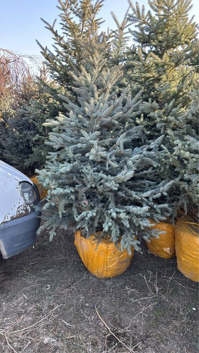 Голубая ель 4-5 метров