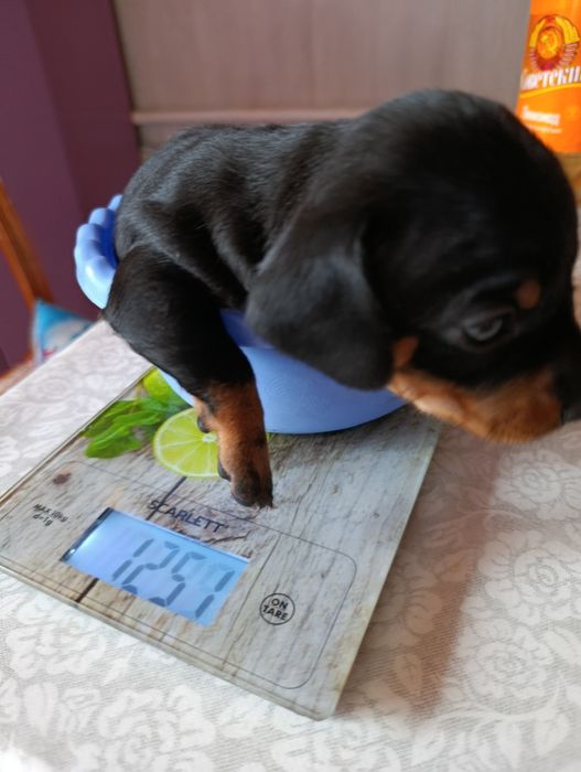 Продаю.Щенки таксы