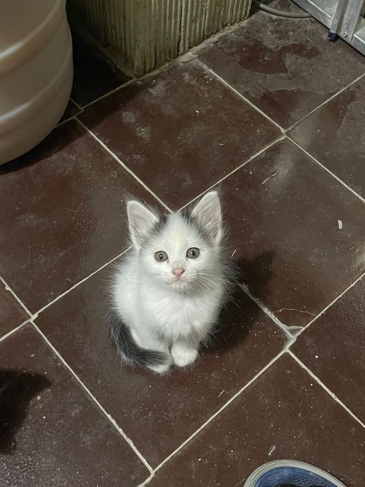 Домашние Котята ищут себе дом