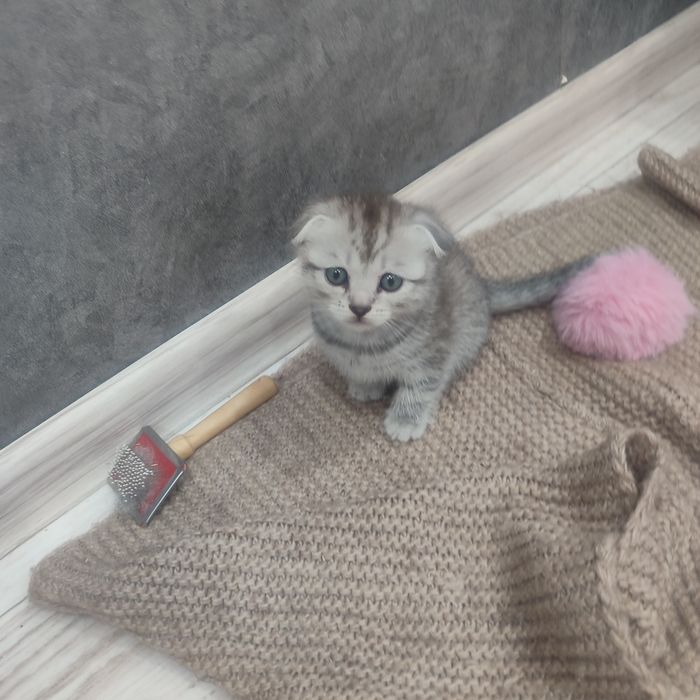 Продам котят породистые
