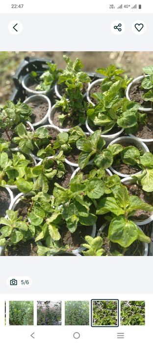 Саженцы тополя, клён, сирень.