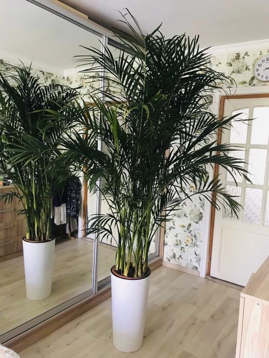 Шикарная Пальма хамедорея