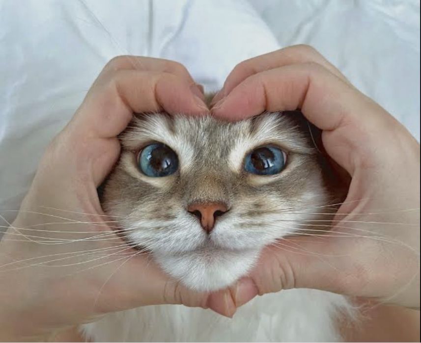 Передержка котиков