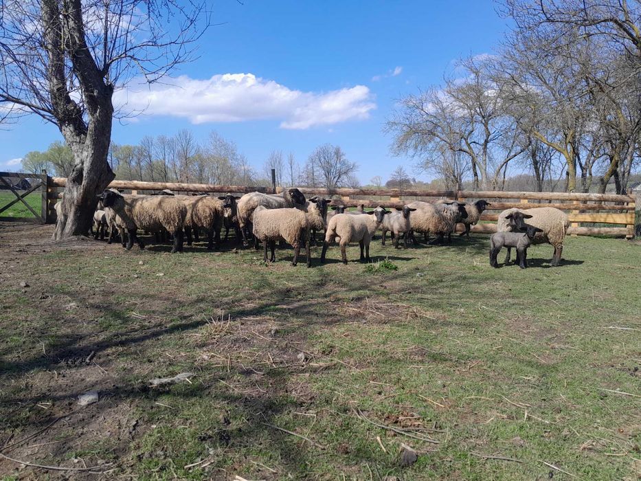 Berbec cu certificat de origine și oi rasa Suffolk