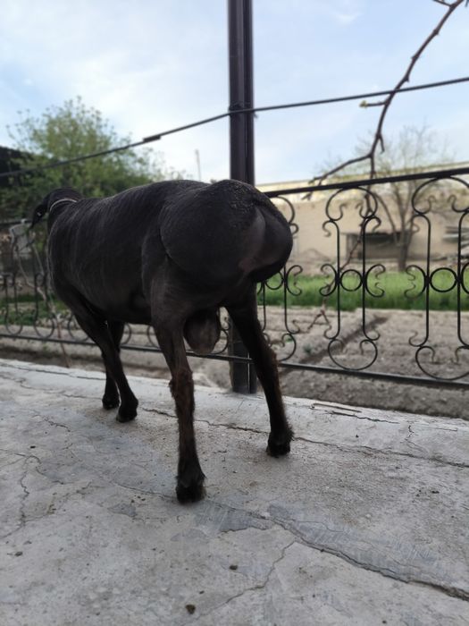 Qizil kashtan qochqor sotiladi