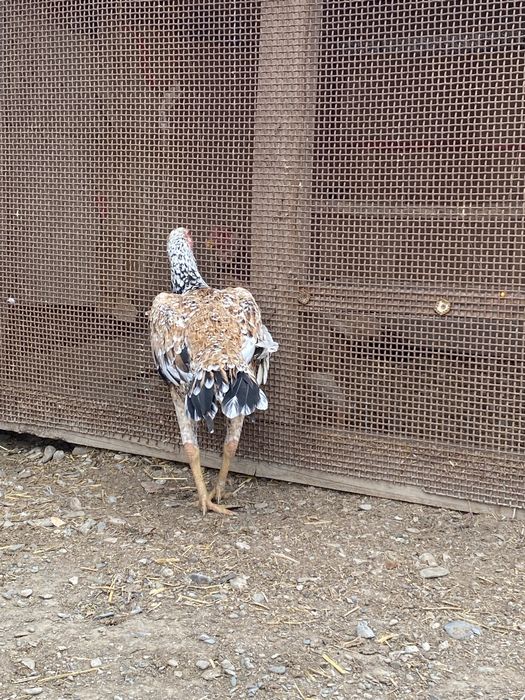 Дакан бойцовый мекен зор