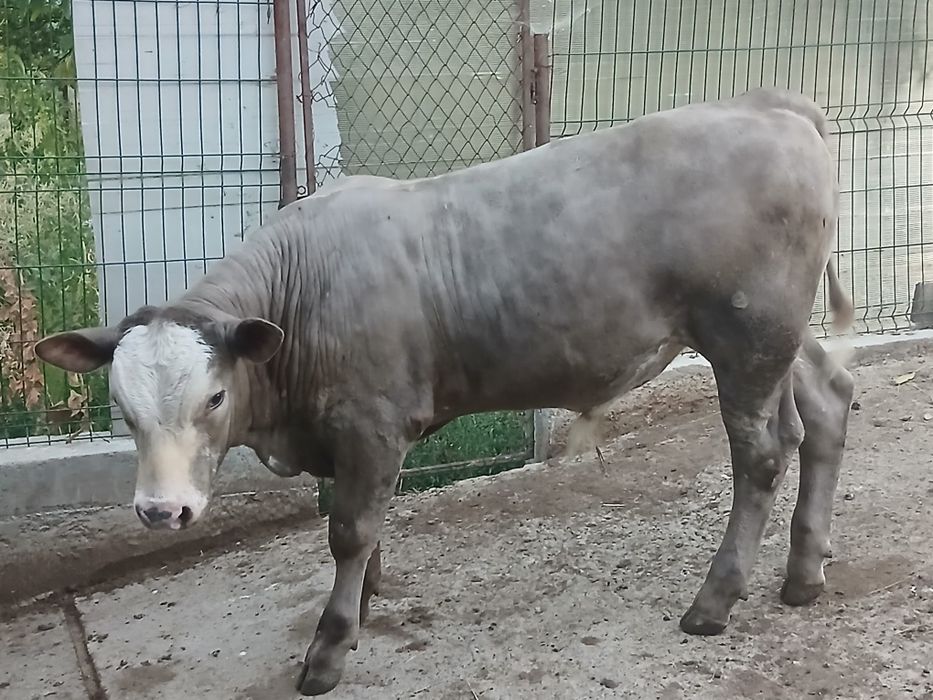 Vaca si vitel de vanzare
