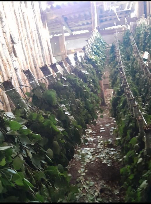 Берёзовые веники свежие