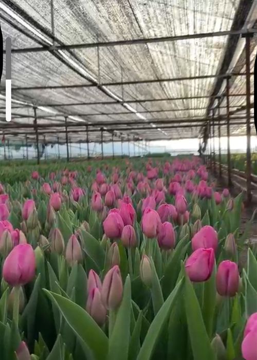 Тюльпаны оптом и в розницу.Тюльпаны голландские.оптом тюльпаны