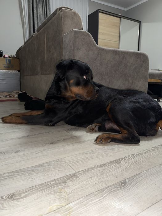 Продаются щенки ротвейлера