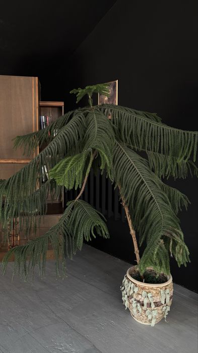 Продам ель домашнюю (араукария)